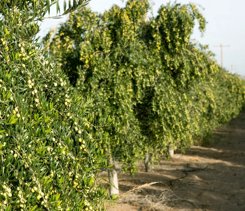 Fresh Olive Pitted Green Olives Style Variety Size Weight Origin Type Common Sliced Green Olives Fruit