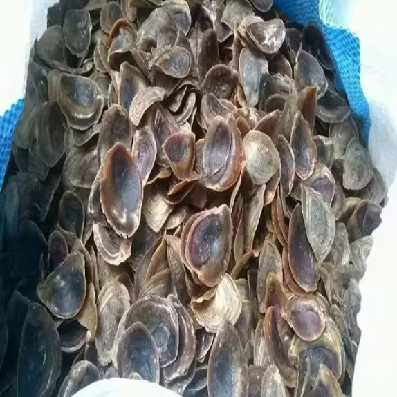 Очищенная сушеная Морская ракушка Onycha Murex Operculum для продажи