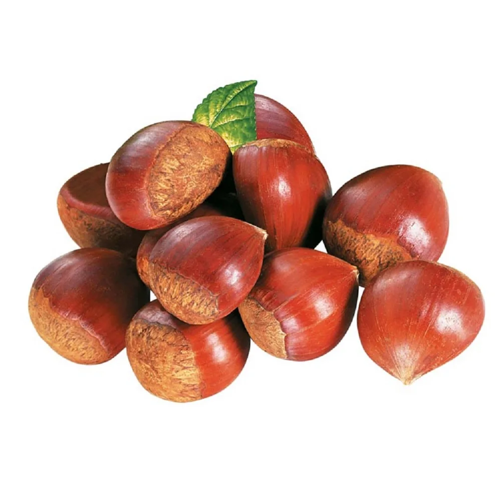 Premium Grade Chestnuts - Dried Raw Chestnut, Fresh New Crop Chestnut For Sale