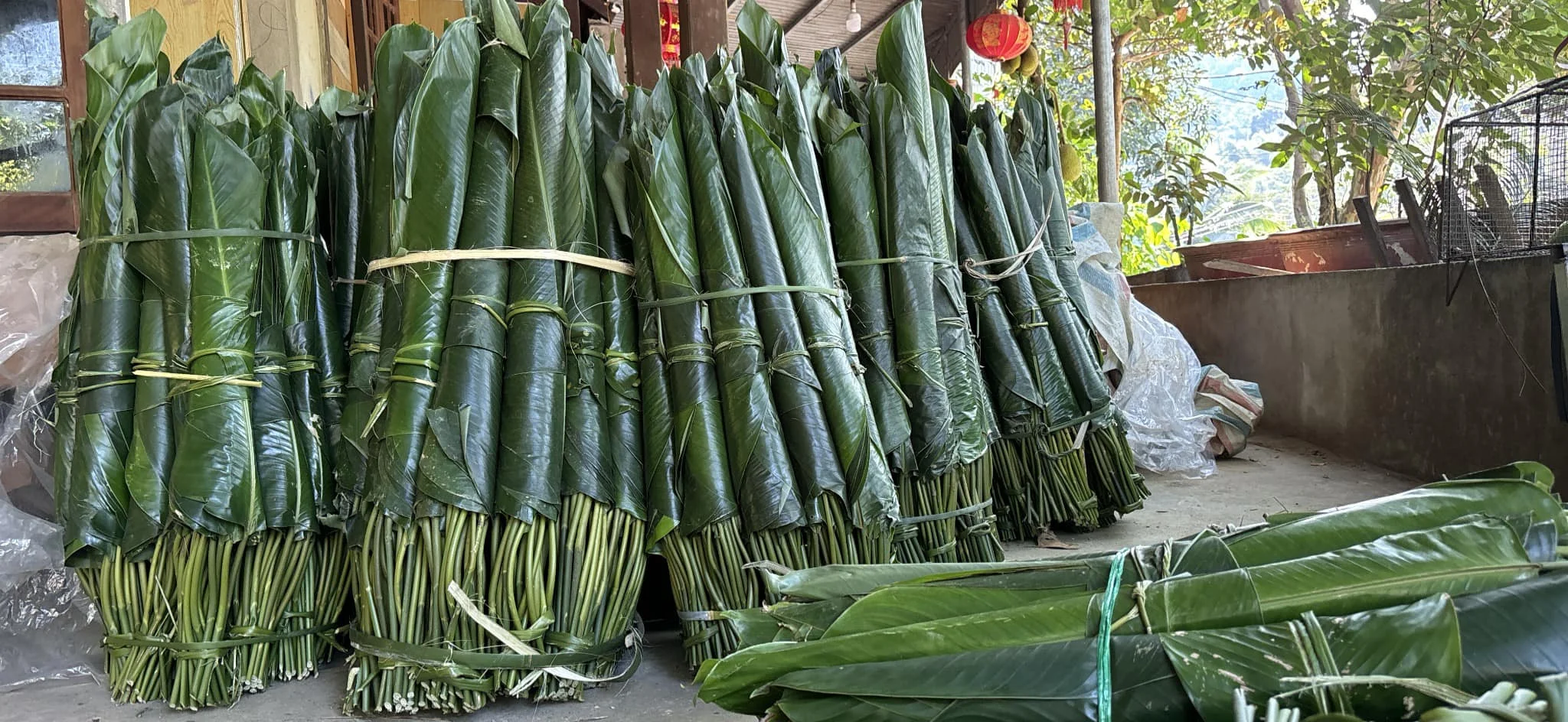 Экологически Чистые Большие свежие листья Донга для упаковки продуктов зеленые оберточный лист из Вьетнама