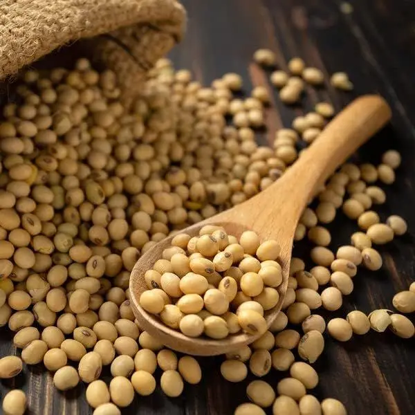 high quality soybeans available in bulk quantity for wholesale buyers
