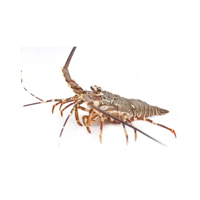 Hot Product Live or Fresh Palistan Lobster Weighing 500-1000 grams with Export Quality and Good Prices