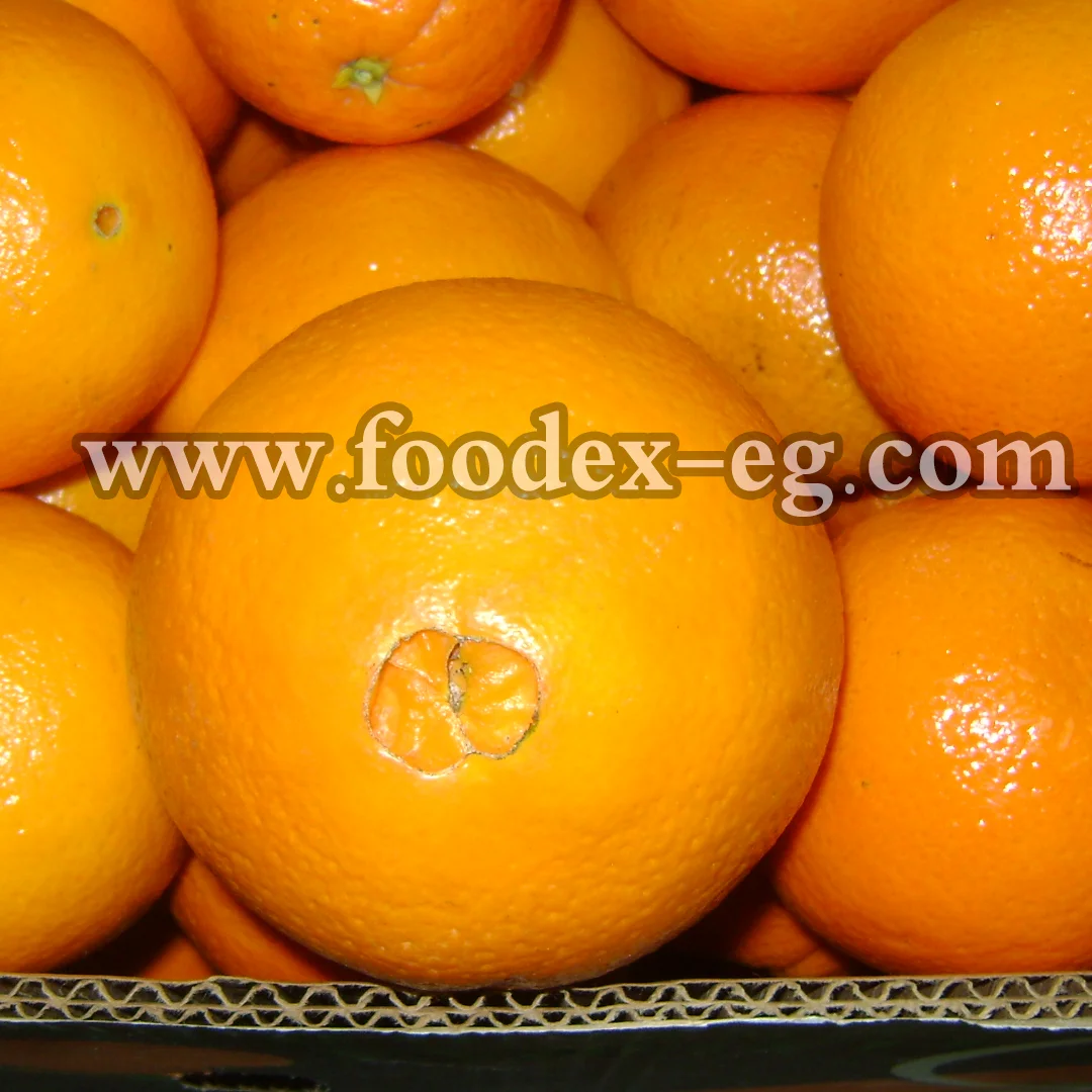 Egyptian navel Orange to India