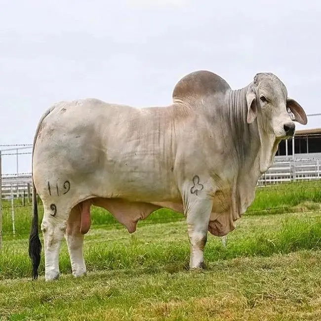 BRAHMAN BULLS CATTLE ANIMAL FEED COW FOR SALE PREGNANT BULLS/CATTLE