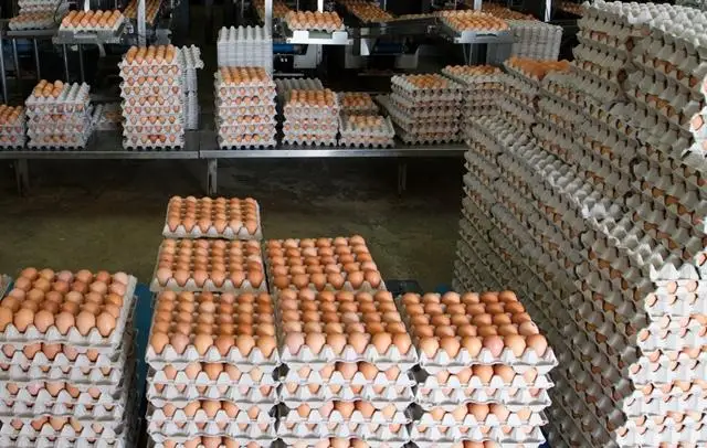 Fresh Chicken Table Eggs Brown and White Shell Chicken Eggs for sale