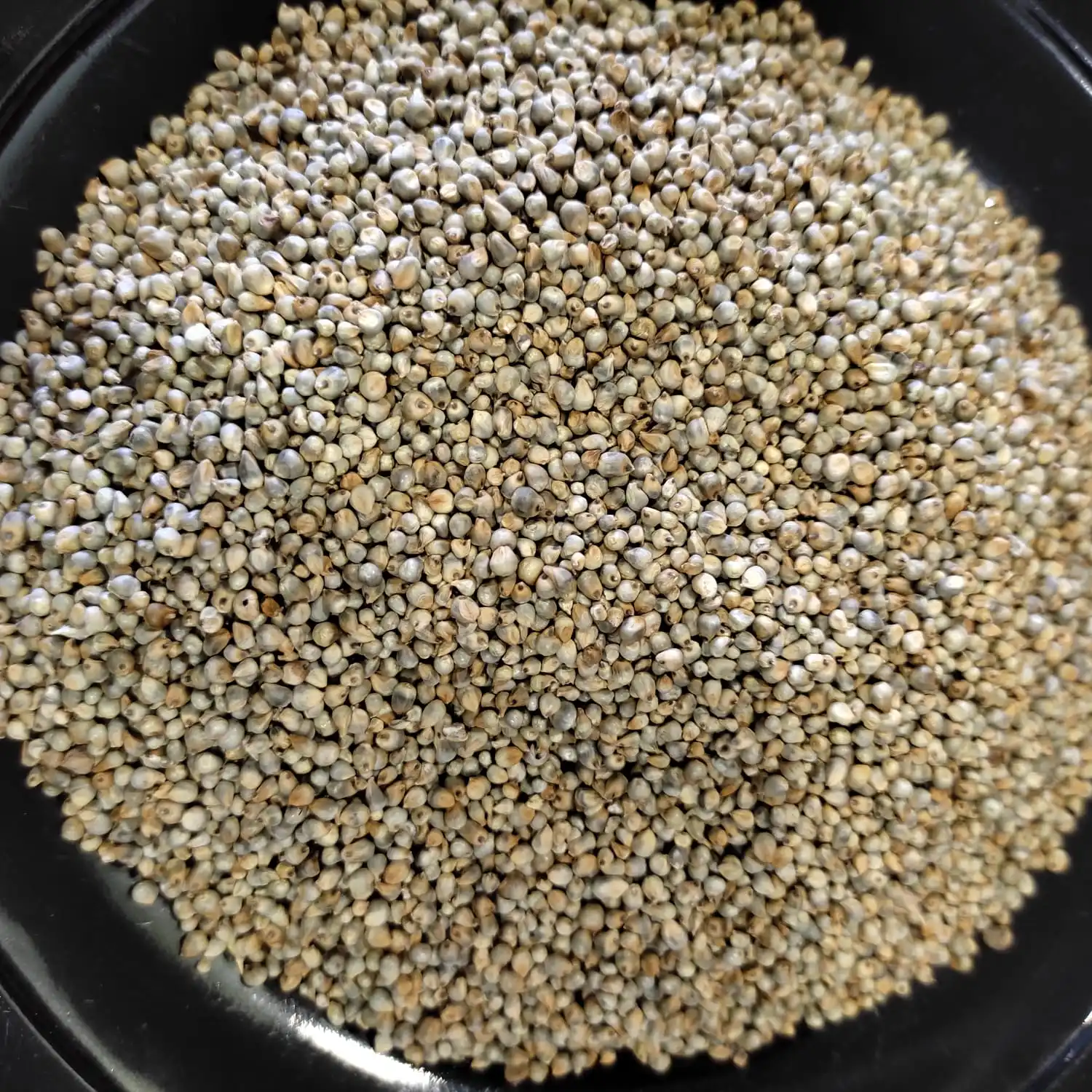 Green Millet Grains Seller From India