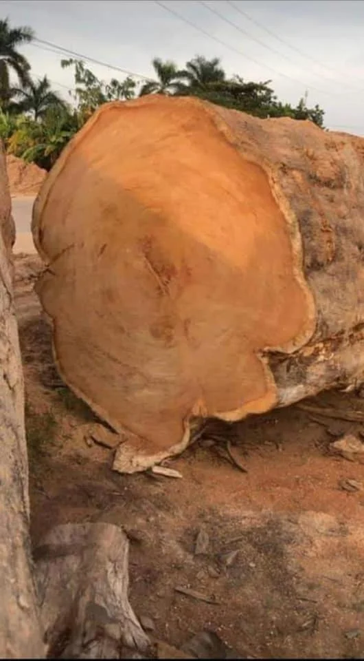 Best Offer for pine wood logs Europe wholesale Germany teak wood pine logs free delivery