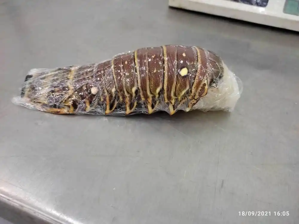 Frozen Lobster Tail for sale
