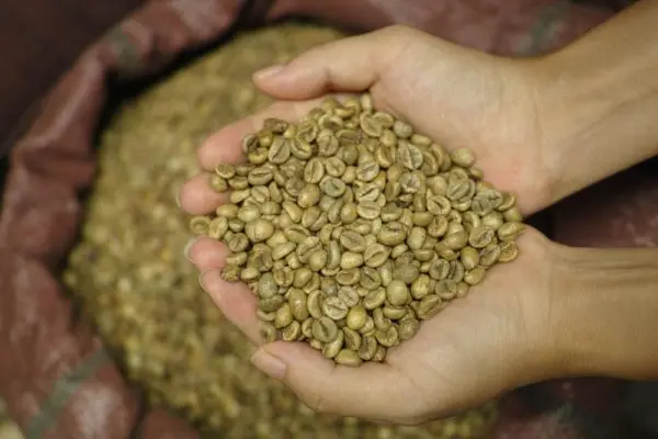 VIETNAM NATURAL SCREEN 16 WET POLISHED ROBUSTA GREEN COFFEE BEAN Wholesale WHATSAP 0084989322607