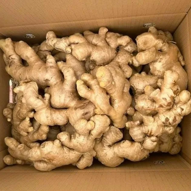 Vietnamese Fresh Ginger Root Cheapest Price Buyer Of Ginger Agriculture Of Wholesale Export