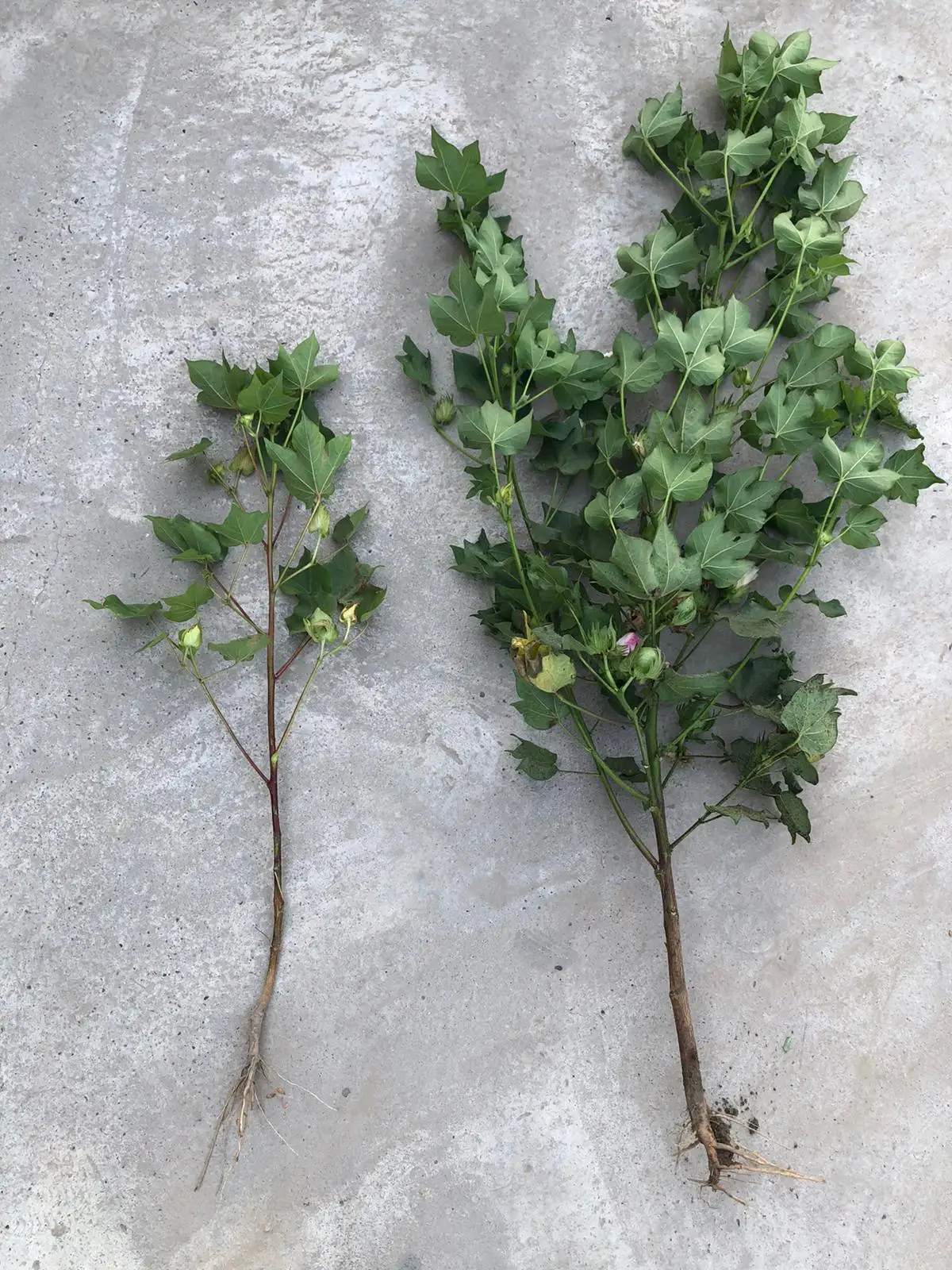 Green Tech international -   Green Tech copper-Mix  - Liquid Fertilizer - Liquid Seaweed - Biostimulants - Organic Fertilizer