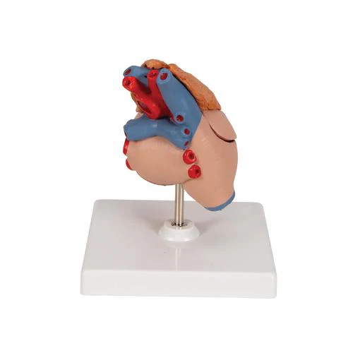 Human Heart Model- 3 Parts human anatomy biology educational model Radical Manufacturer