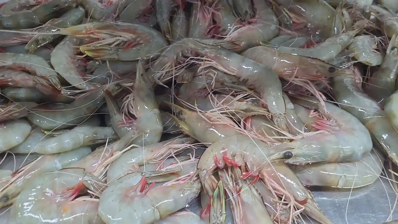 FROZEN HEAD ON SEA WHITE SHRIMPS G-I (PENAEUS INDICUS)