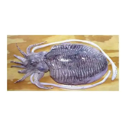 Dried Cuttlebone for Birds High Quality Cuttlefish Bone White Cuttlefish Bone Trimmed Feed Natural for Animal Body