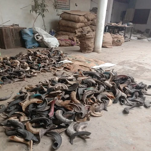 Ram Horn  Finished Ram Horn Raw Ram Horn Stocked From A Z Crafts