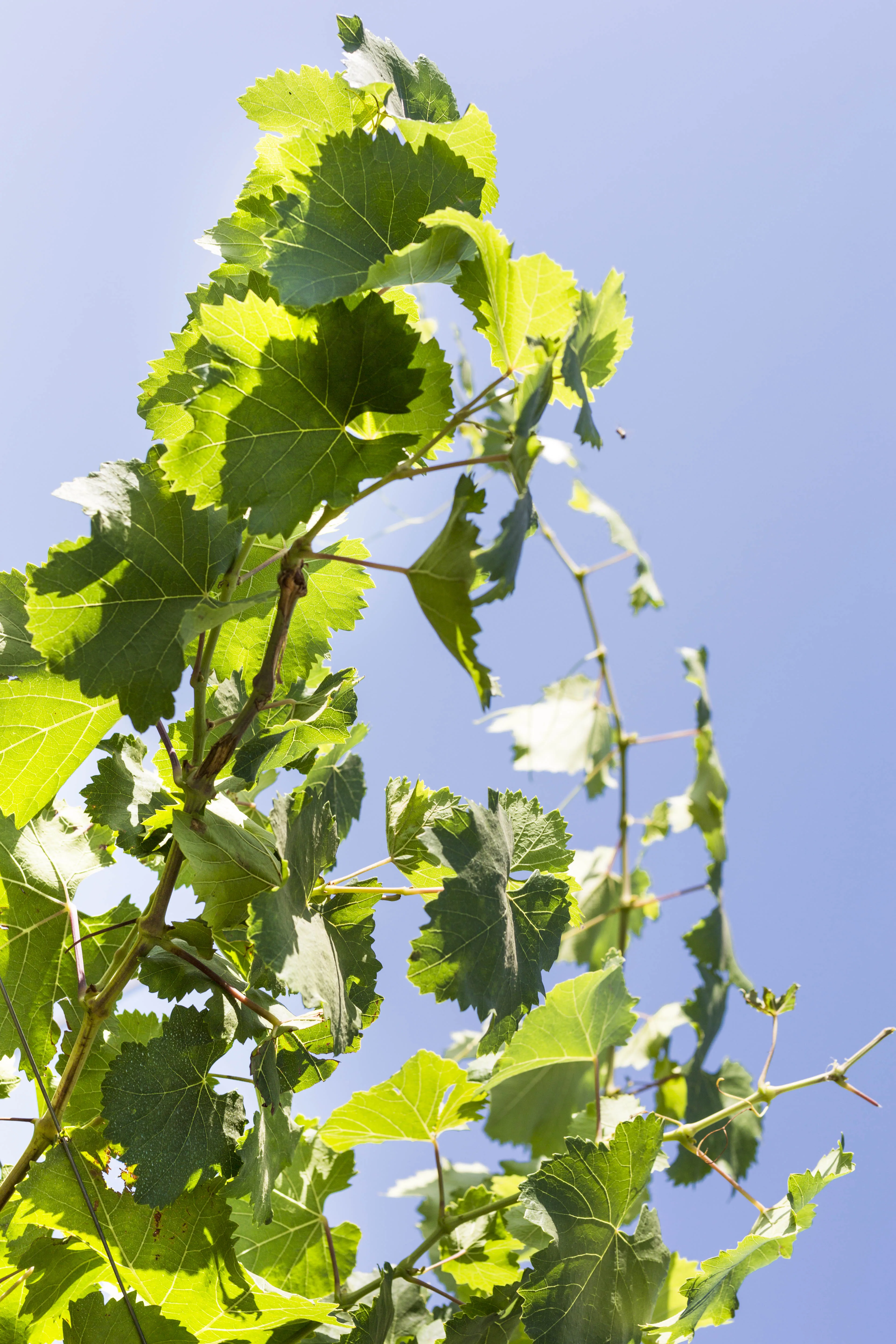 Italian White Wine ANIMA LIBERA Malvasia Puntinata I.G.P. Lazio Artisanal Wine Ready to Export