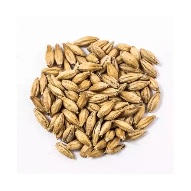 Barley seeds used animal feed for cattle and sheep for Barley growling sprout