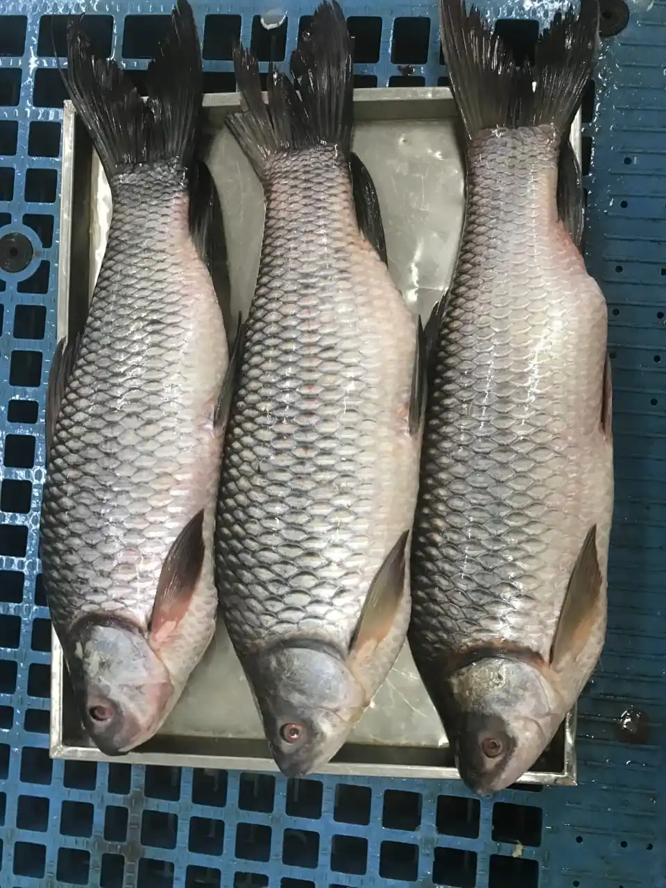 Frozen Rohu fish individual frozen  good quality from Myanmar Origin