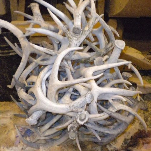 Red deer antlers 29.jpg