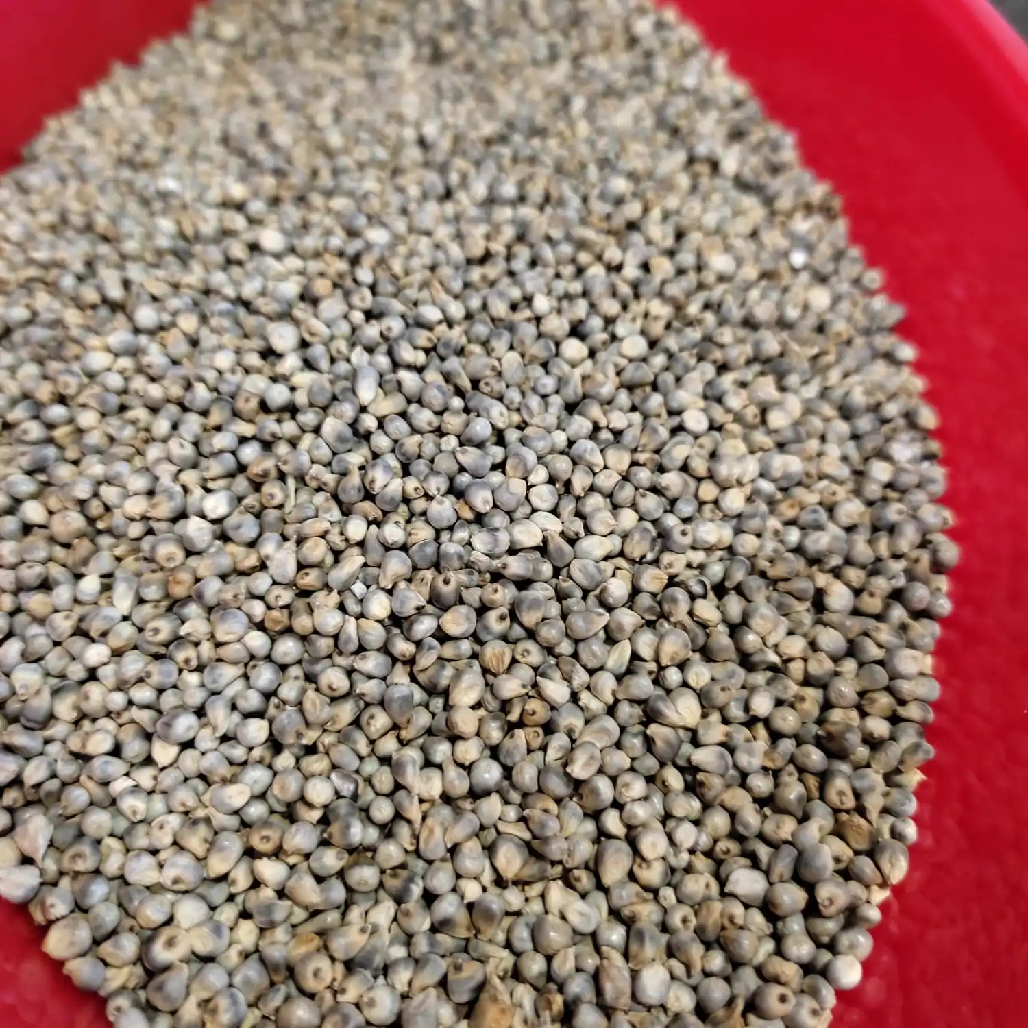 Indian Green Millet for Animal Feed