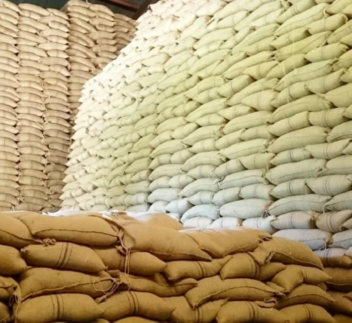 Natural White Maize Corn Fresh Yellow Corn White Corn In Stock