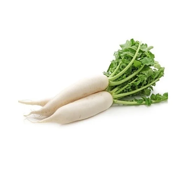 Hot Selling Price Fresh Vegetables Radish in Bulk