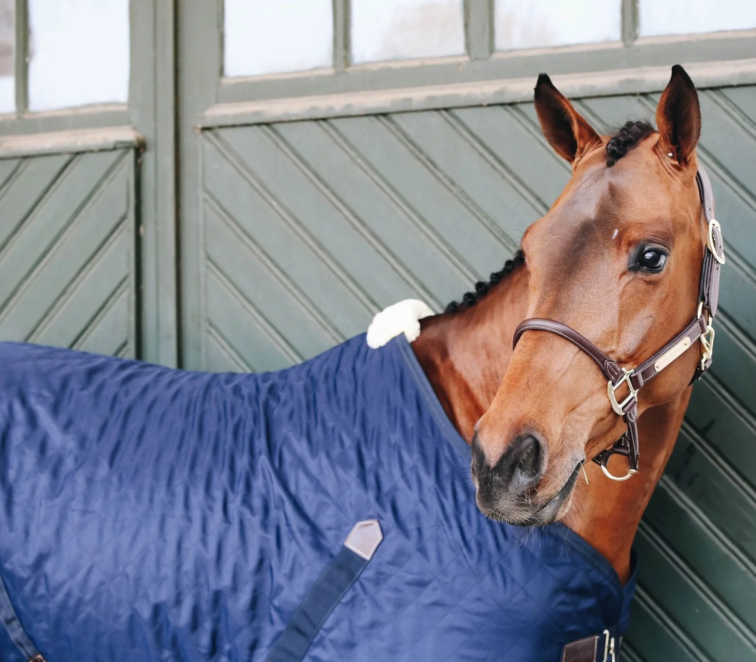 Высококачественная модная кожаная лошадка с красивой строчкой для верховой езды от индийского поставщика