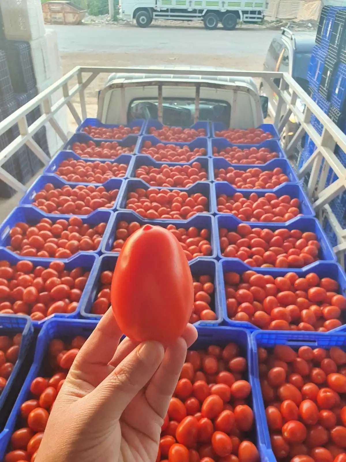 Fresh Tomatos (6).jpg