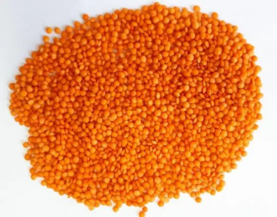 High quality new crop best price red lentils