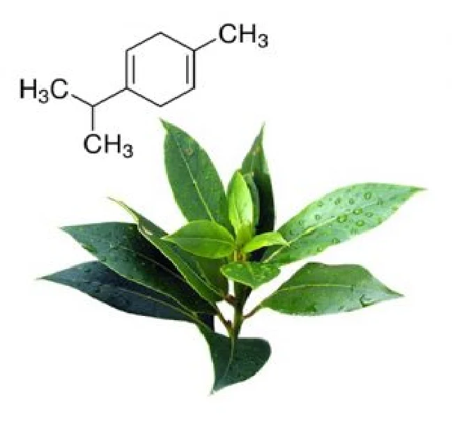 100% Pure Organic Anethole Spearmint Oil Top Seller Herbal Extracts from Indian Manufacturer BP Gamma-Terpinene