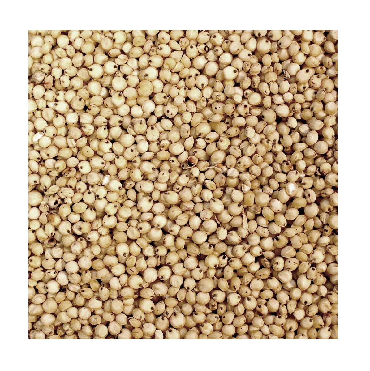 White Milo Sorghum Grains Sorghum Price Per Ton Grain sorghum best quality looking for bulk buyer