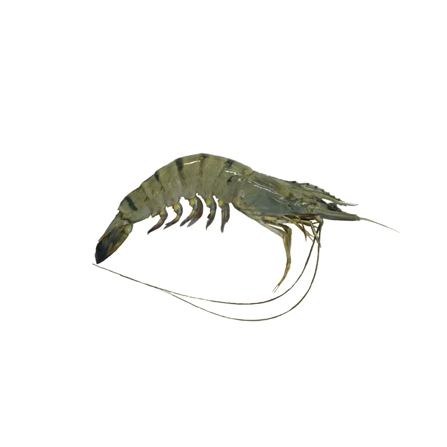 Frozen Shrimp All Seafood High Quality From Bangladeshi For100% Export Ready to Ship OEM Support Wholesale Price