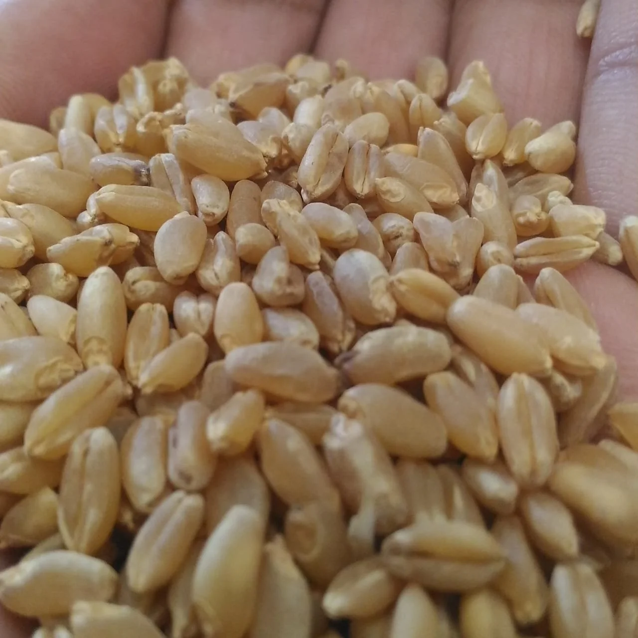 Top Quality WHEAT GRAINS /Durum Wheat in Bulk supply