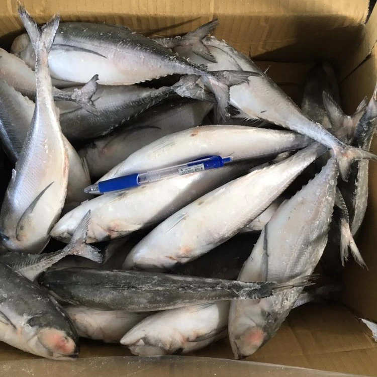 Fresh Catching Mackerel Fish Scomber Japonicus Chub Mackerel Froze
