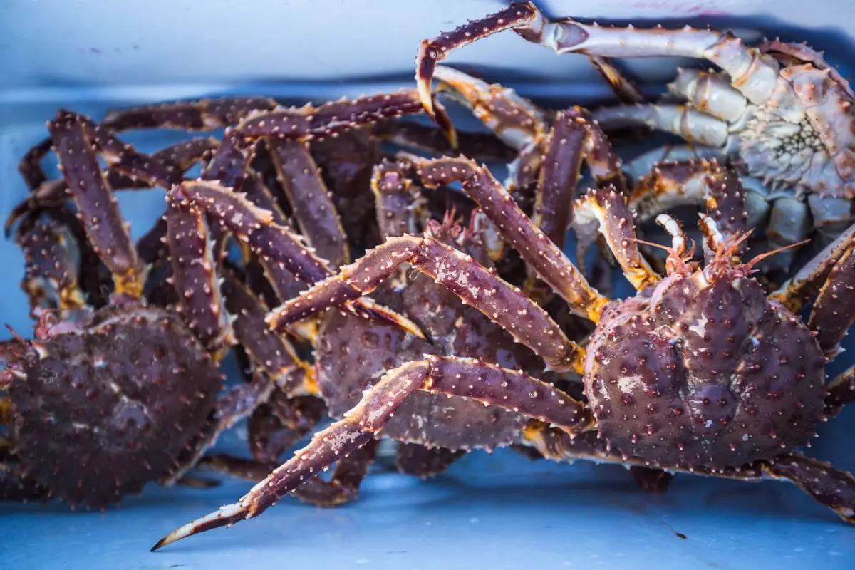 Весь цвет и размер краба короля по низким ценам.