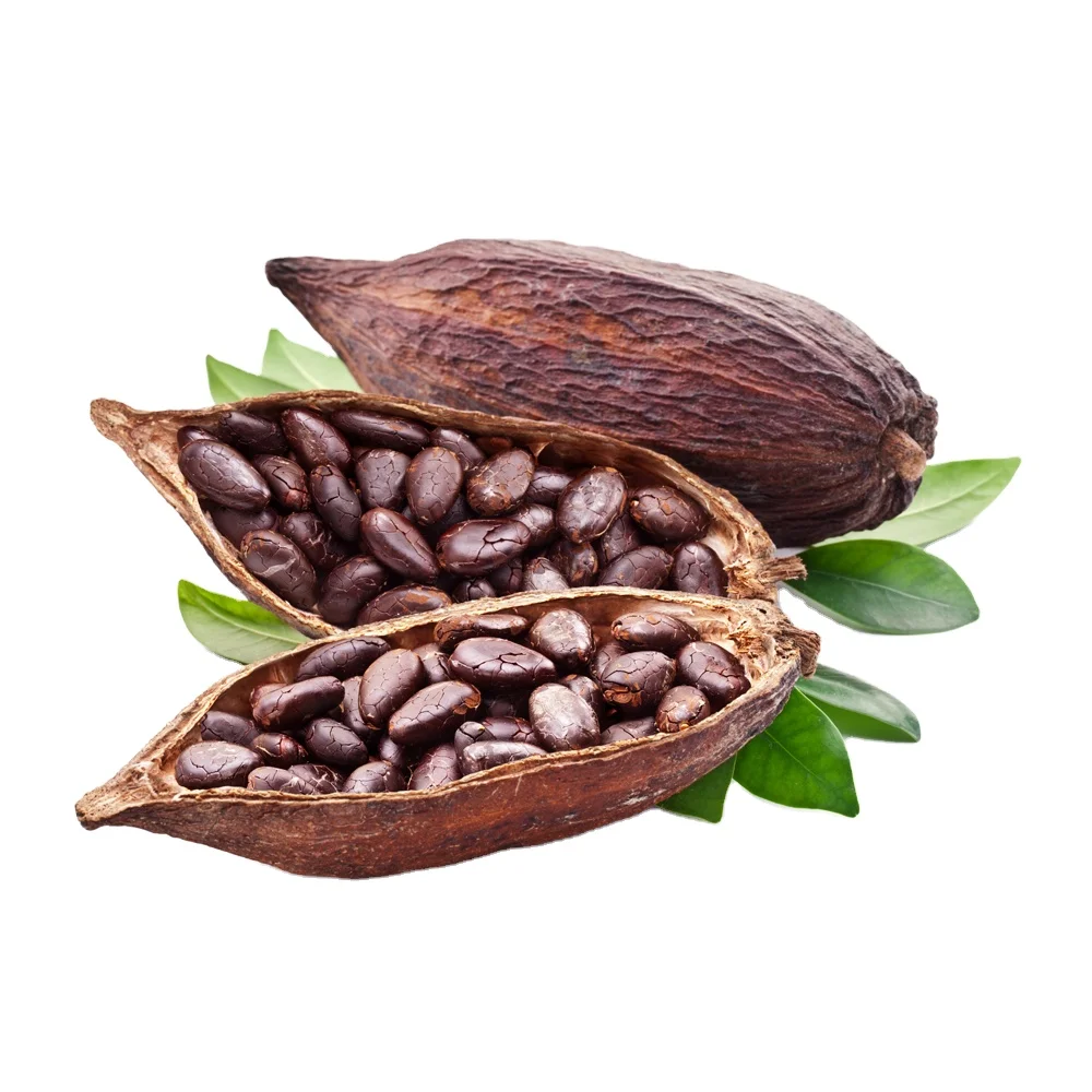 Quality Dried Cacao Beans / Cocoa- Beans From Cameroon Wholesale High Quality Dried Organic Roasted Flavored Cocoa Beans