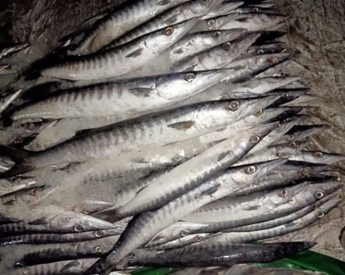 BARRACUDA WHOLE ROUND GOOD QUALITY OMAN ORIGIN