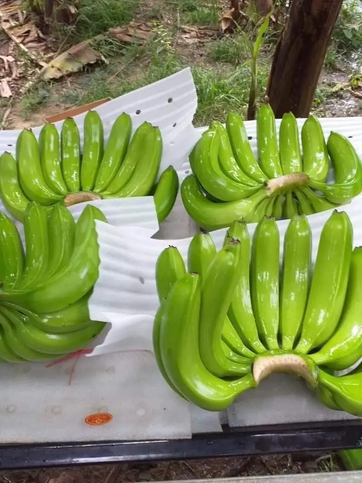 We Supply Quality Fresh Green Cavendish Banana to all over the world