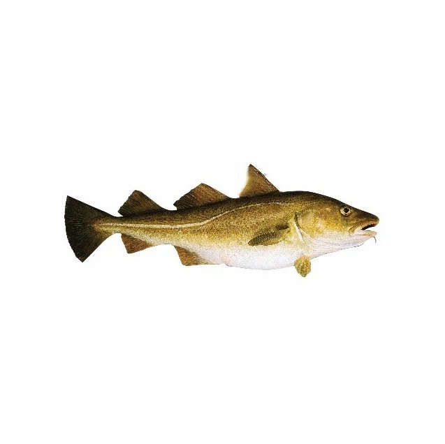 factory price Fresh Cod Skrei Fish