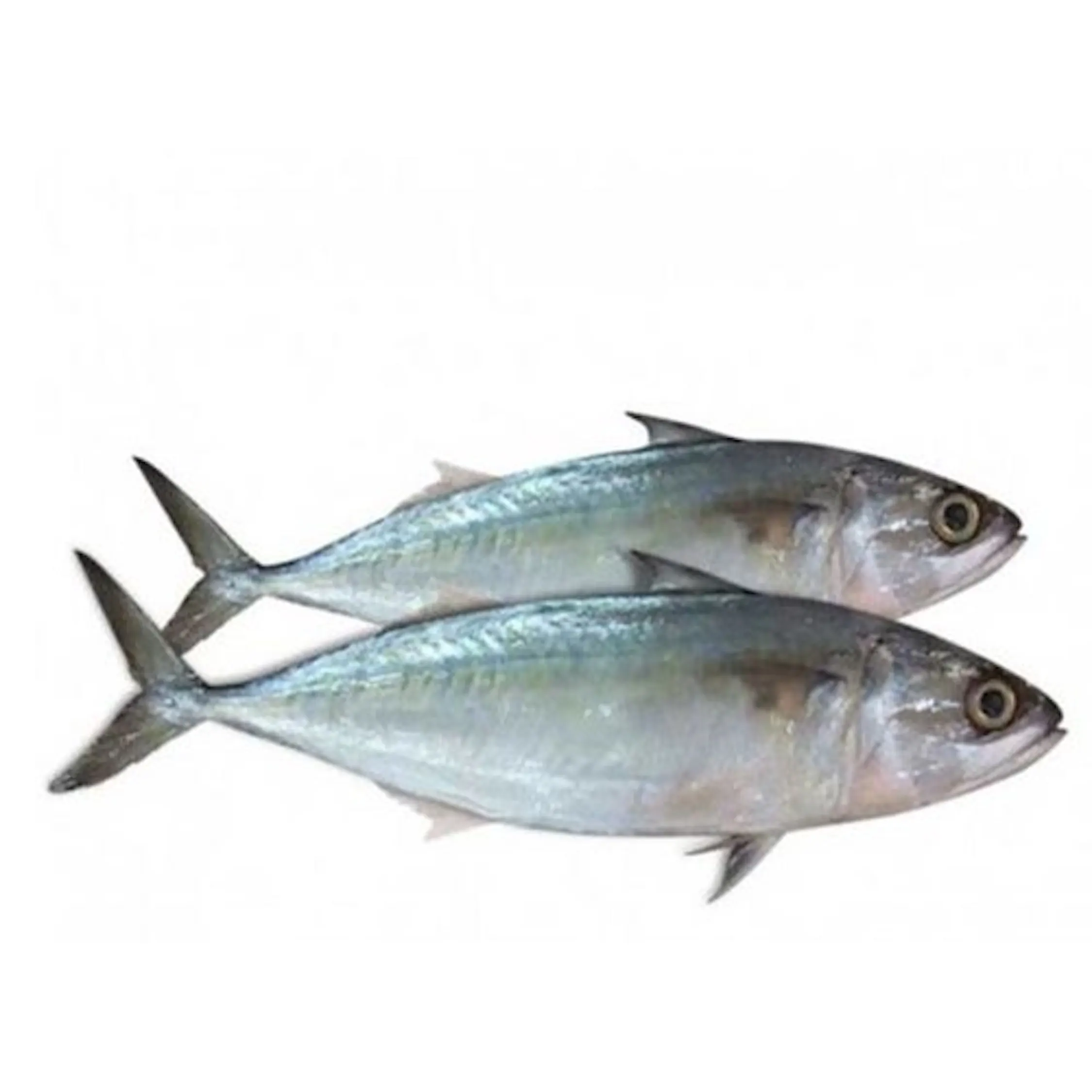 Cheap Frozen Pacific Mackerel Tuna Fish for Exporters