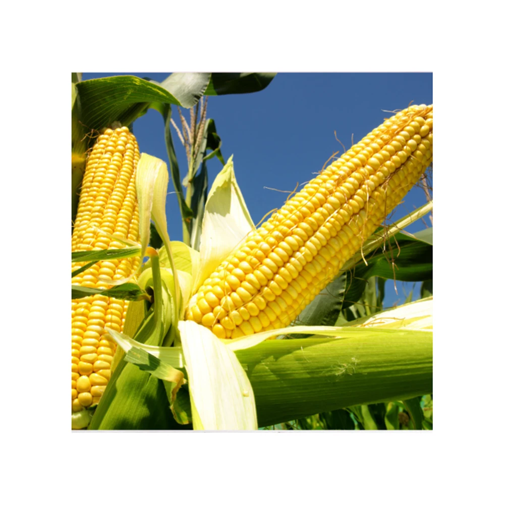 Buy Efficient, Authentic Yellow Maize for Human Consumption and Animal Feed