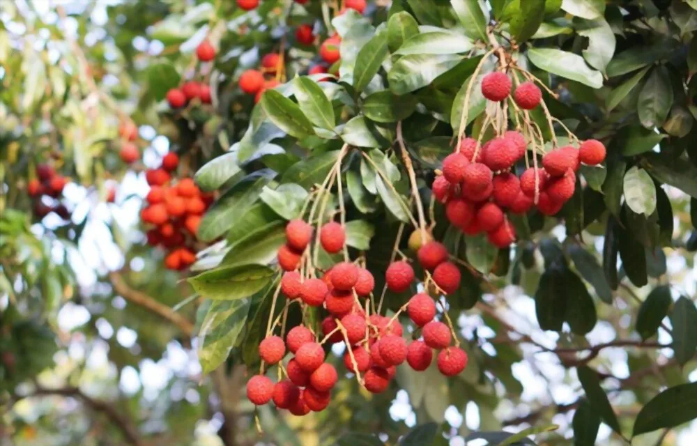Fresh Lychee Grade 1 | Vietnam Lychee