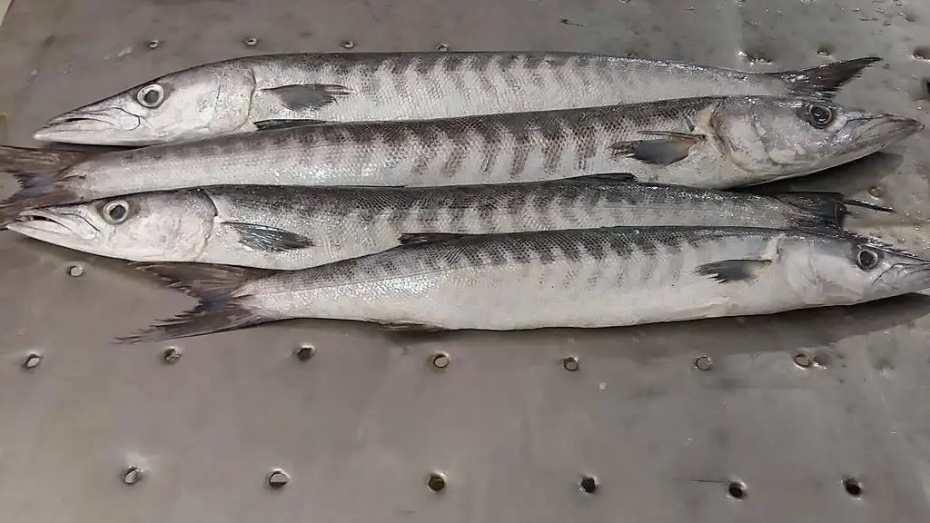 BARRACUDA WHOLE ROUND GOOD QUALITY OMAN ORIGIN