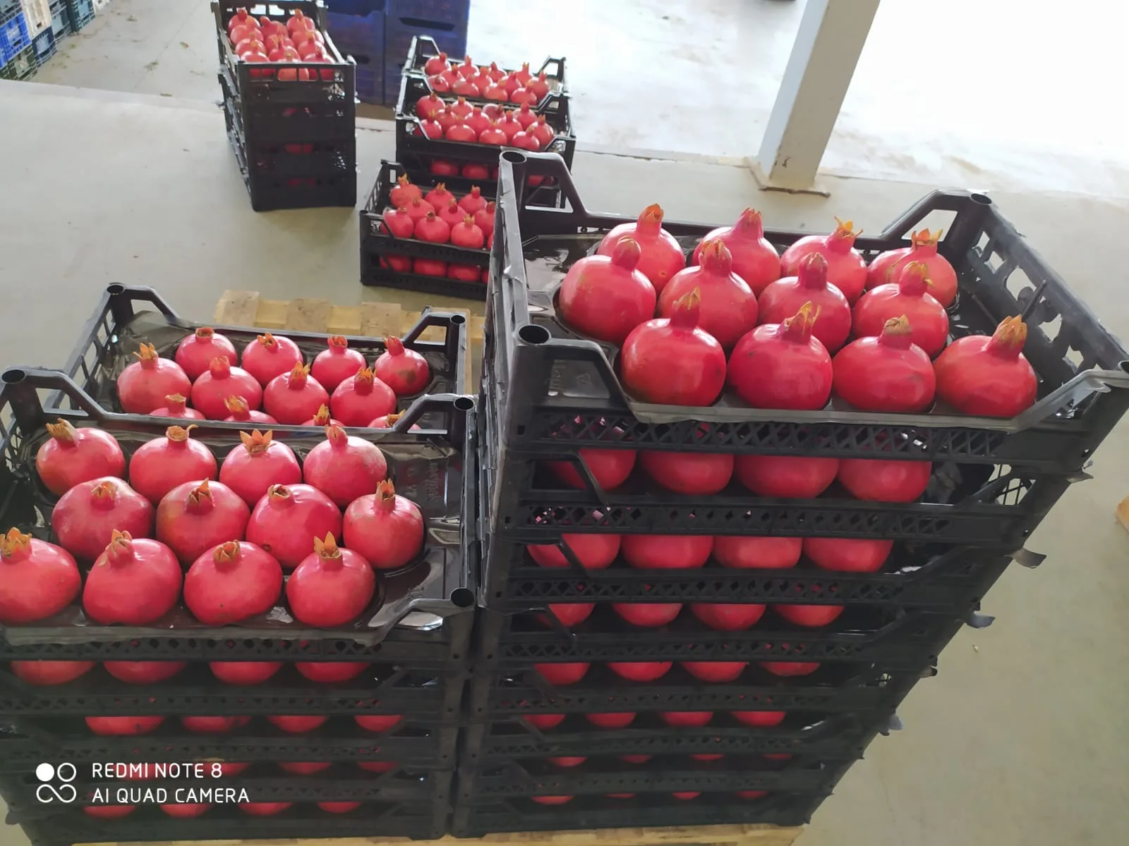 Fresh Pomegranate