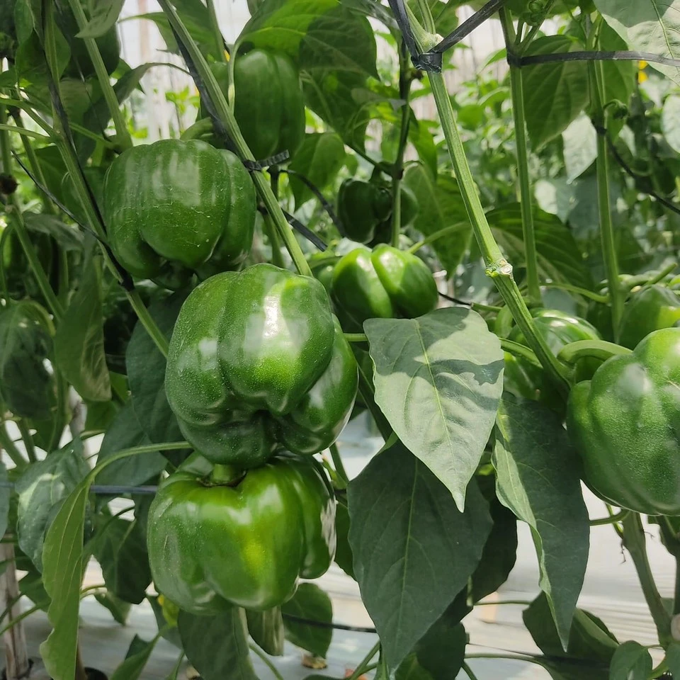 Capsicum/Fresh Red Bell pepper from Vietnam to the best price - standards in agricultural production from Dalat