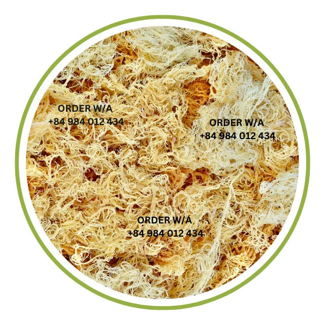 Wildcrafted Sea Moss / Irish Sea Moss Caffeine Free, Vegan, Mineral Rich, Golden Sea Moss