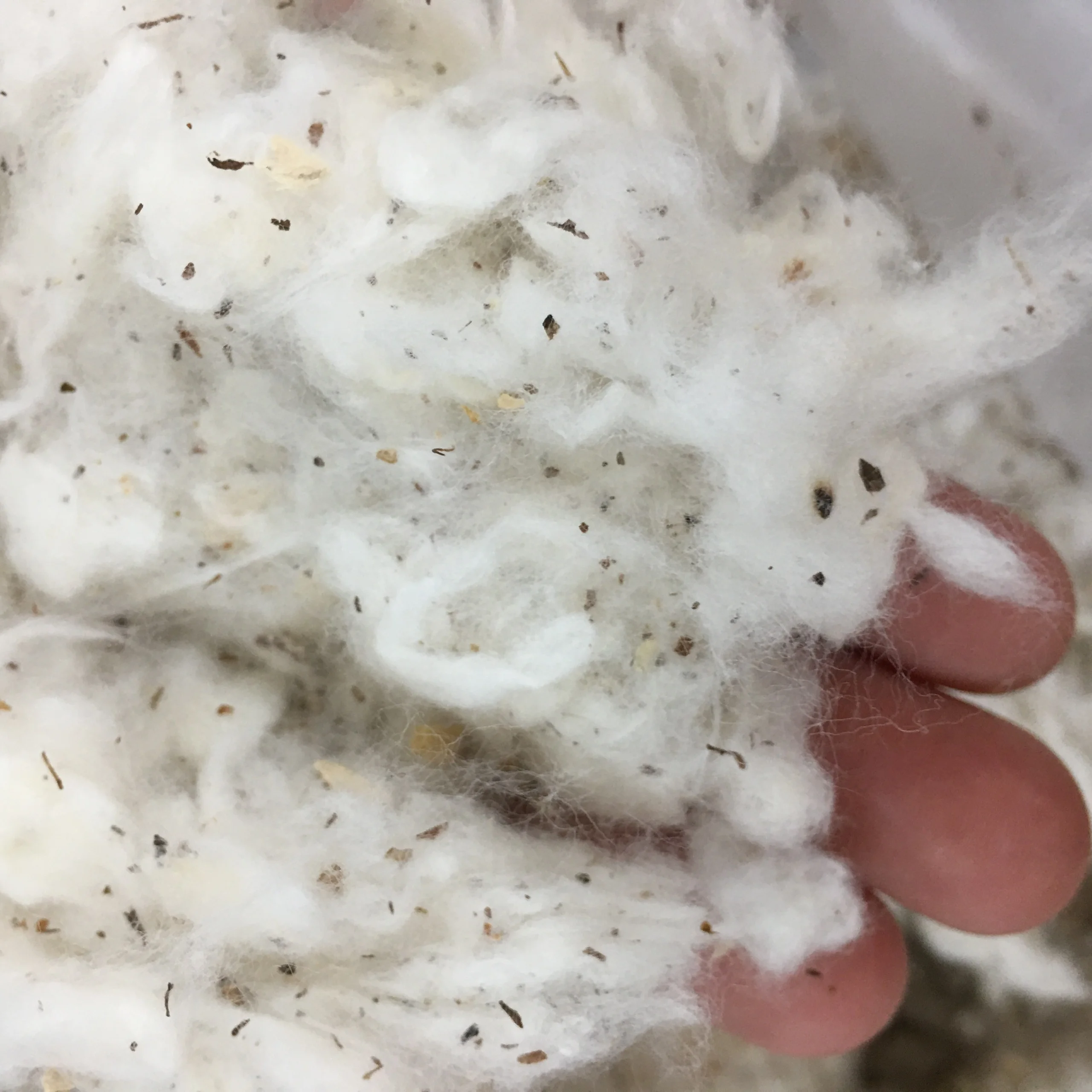 Hot Sell Vietnam Origin Recycled Cotton Fiber Waste For Filling Mattress Cushion Matress  Customize Quality_ Ms: Serena