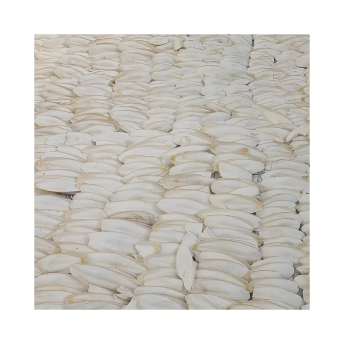 Buy Cuttlefish Bone Online: Natural Drying Process, Perfect for Avian Feeds, Vietnam Export Ready