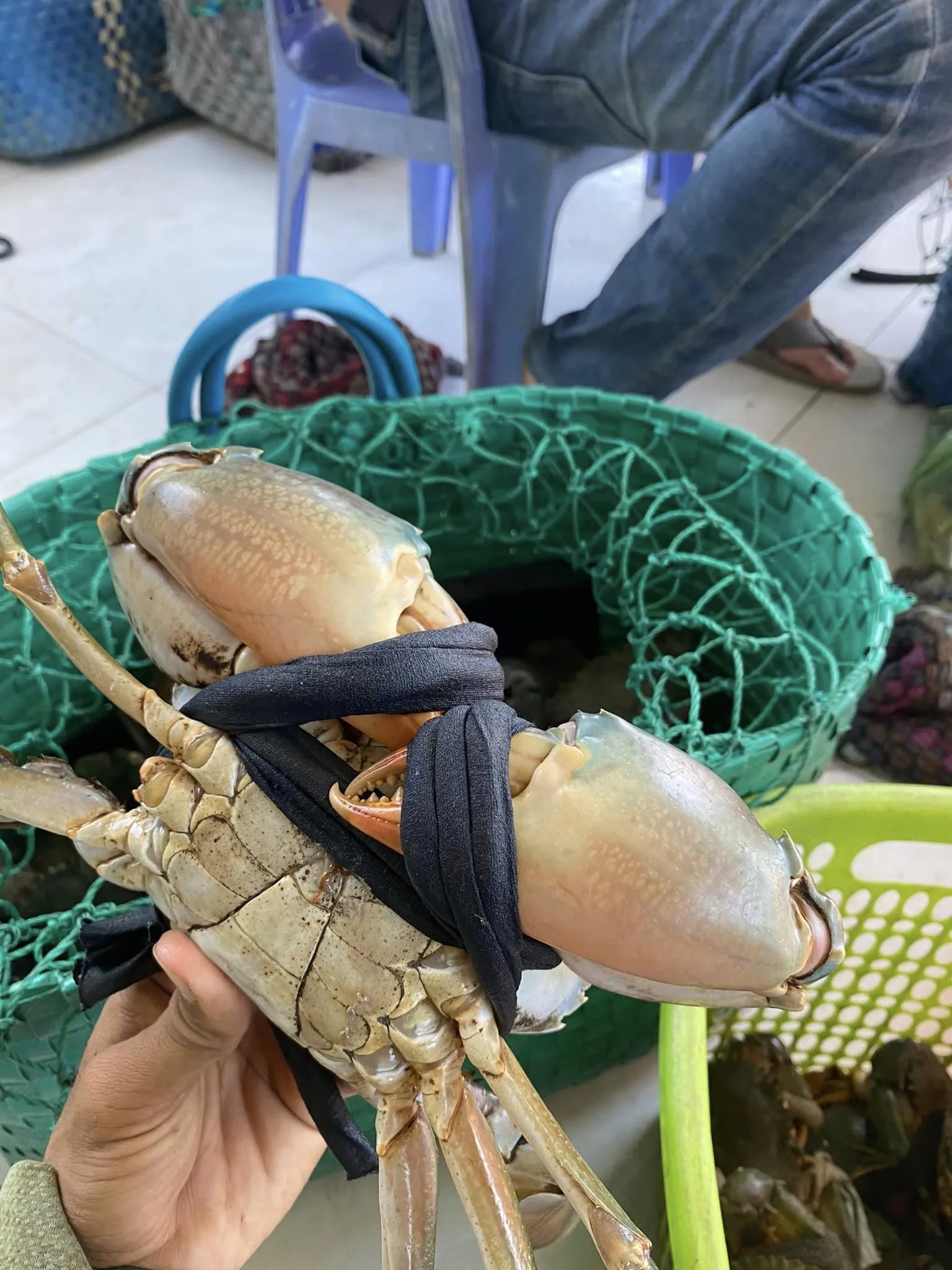 Wholesale MUD CRAB/ROE CRAB/MEAT CRAB Origin Vietnam
