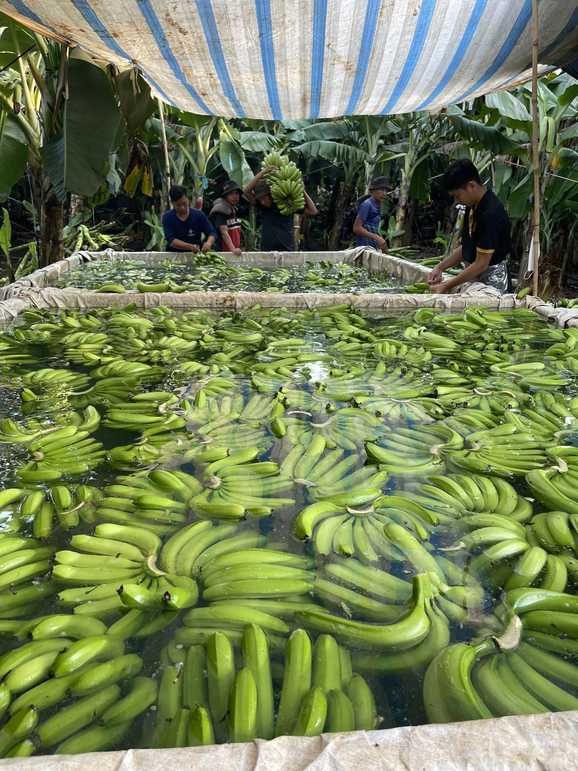 Organic Fresh Green Cavendish Banana From Vietnam Best Price Export Supplier - Caryln 0084935825297